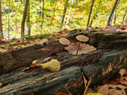 Zwei Knoblauchschwindlinge vor herbstlicher Waldkulisse; Foto Michael H. 4.11.23