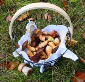 Christines Körbchen wurde schnell voll; Foto Christine 30.10.25