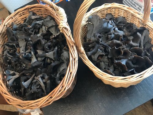 Zwei kleine Körbchen mit Totentrompeten; 