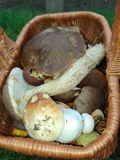 Korb 1 mit großem Birkenpilz; Foto Mario 12.10.25