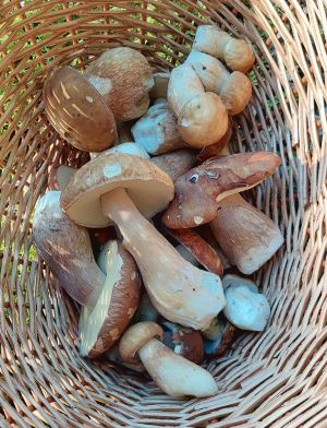 Korb mit schönsten Sommersteinpilzen; Foto Martin 4.8.25