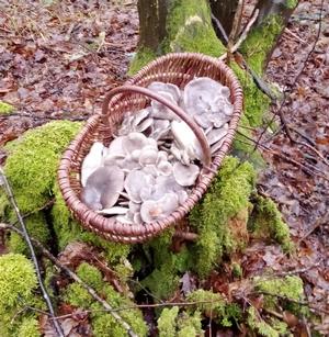 Korb voll Austernpilzen; Foto Oliver 26.12.23