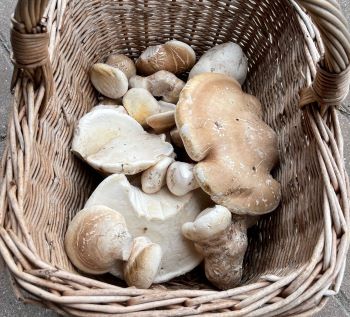 Korb mit Birkenporlingen; Foto Daniel 13.9.24 Korb mit Birkenporlingen; Foto Daniel 13.9.24