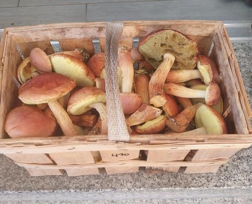 Ein Korb voller Falscher Rotkappen; Foto Horst 3.10.25