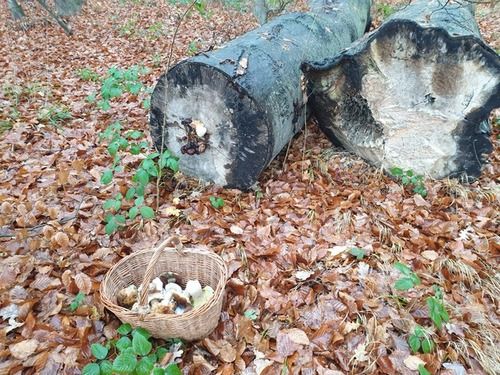 PIlzkorb und Baumstamm mit Igelllstachelbart; Foto Agnes 18.11.25