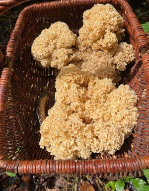 Prächtiger Korb Krauser Glucken; Foto Heiko 10.9.25