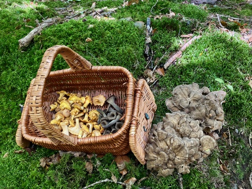 Korb mit Totentrompeten und Pfifferlingen und einem Klapperschwamm daneben; Foto Stefan 25.9.23