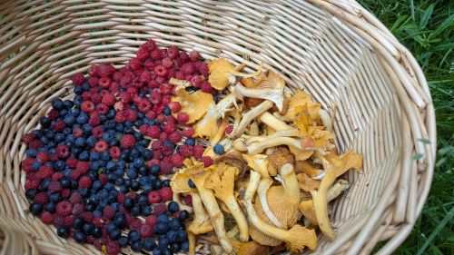 Korb mit Himbeeren, Walderdbeeren, Blaubeeren und Pfiffelringen; Foto Véroniique 6.7.26 Korb mit Himbeeren, Walderdbeeren, Blaubeeren und Pfiffelringen; Foto Véroniique 6.7.26
