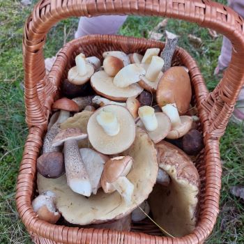 Blick in den prall gefüllten Pilzkorb von Scuttle; Foto Scuttle 3.8.25