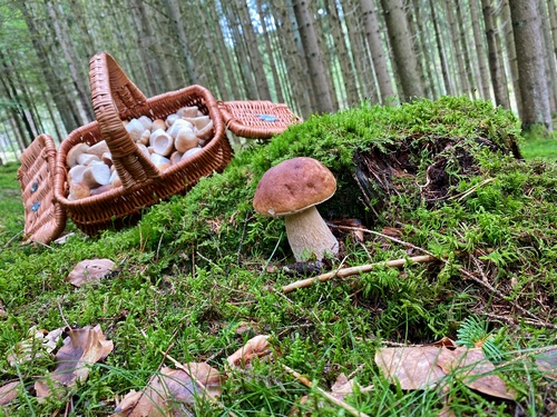 Zwischenergebnis mit fast schon vollem Steinpilzkorb und einem Prachtsteinpilz vor herrlicher Waldkulisse; Foto © Stefan 9.8.23