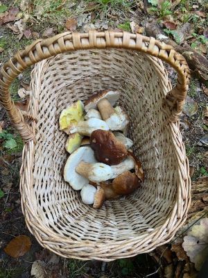 Korb mit Steinpilzen; Foto Tobias 11.10.25