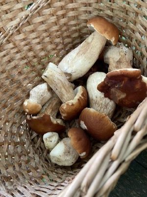 Korb mit Steinpilzen; Foto Tobias 27.9.25