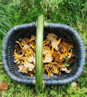 Korb mit Starkriechenden Trompetenpfifferlingen; Foto Matthias 31.8.25 Korb mit Starkriechenden Trompetenpfifferlingen; Foto Matthias 31.8.25