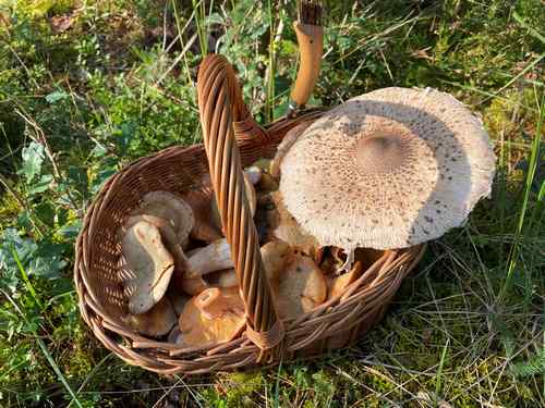 Schöner Pilzkorb mit Parasole; Foto Uwe 30.9.23