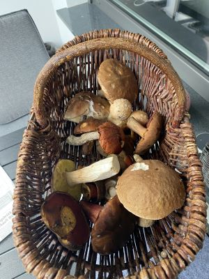 Blick in Volkmars Korb; Foto Volkmar 5.8.25