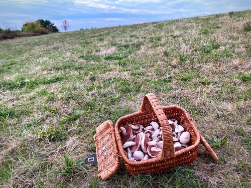Pilzkorb auf einer Weide (Foto © Stefan)