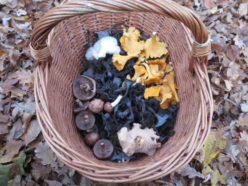 Schöner Pilzkorb im Spätherbst; Foto Michael 20.11.25