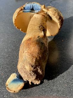 Kornblumenröhrling; Foto Daniel 16.10.25