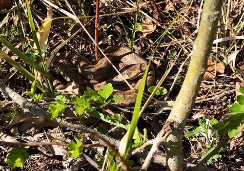 Eine Kreuzotter im Gebüsch; Foto Stefan 5.4.2020