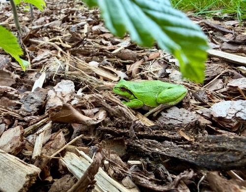 Laubfrosch auf Wachposten; Foto Stefan 17.5.26 Laubfrosch auf Wachposten; Foto Stefan 17.5.26