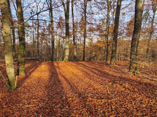 Laubschneise im Reich der Herbsttrompeten; Foto Jürgen 7.11.25