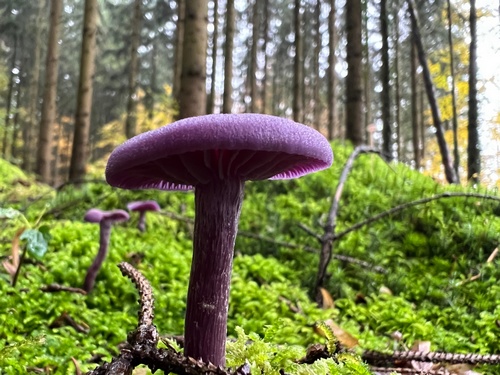 Ein Lila Lacktrichterling bringt vor der Hochwaldkulisse Farbe ins Spiel; Foto Heiko 2.11.23