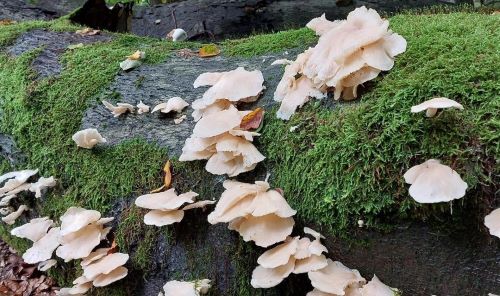 Lungenseitlinge; Foto Alice 21.9.25