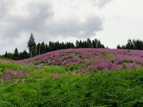 Lupinenlichtung; Foto Michael 18.6.24