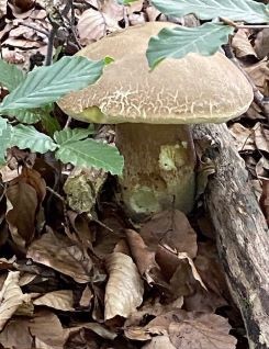 Hellhütiger Sommersteinpilz mit Madenlöchern; Foto Tobias 8.8.25