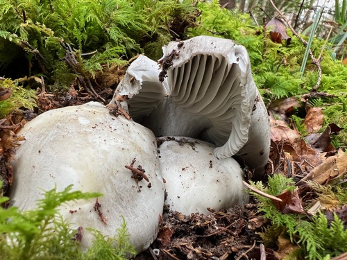 Märzellerling mit typischem Lamellenbild; Foto Heiko 7.3.24