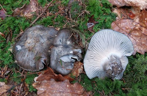 Märzschnecklinge Sepp 26.3.23