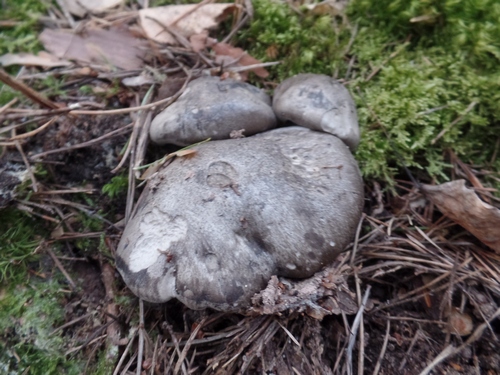 Märzschnecklinge aus der Nähe; Foto Jürgen 15.3.24