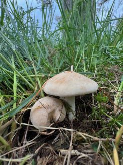 Maipilze im hohen Gras; Foto Heiko 16.4.25