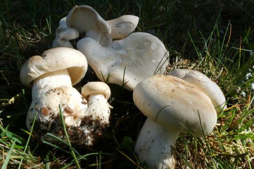 Maipilze; Foto Sepp 2.5.25