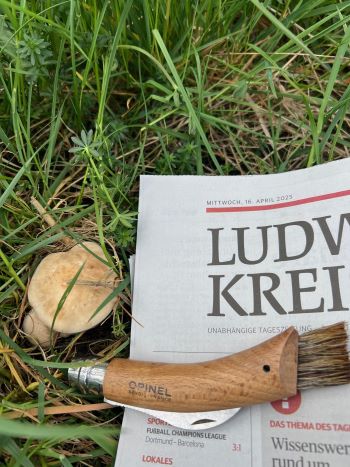 Erste Maipilze am 16. April 2025; Foto Heiko 16.4.25