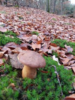 Maronenröhrling im Mischwald; Foto Margit 26.11.23