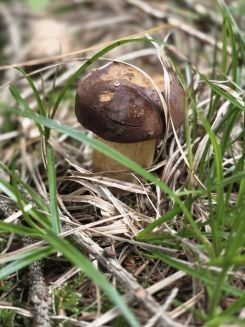 Maronenröhrling; Foto Frauke 3.10.25