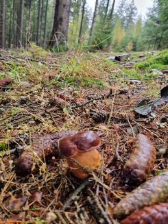 Marone im Hochwald; Foto Jörn 29.10.23