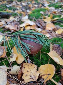 Eine Marone versteckt sich; Foto Mario 31.10.25