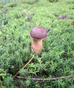 Maronenröhrling; Foto Onno 16.10.25