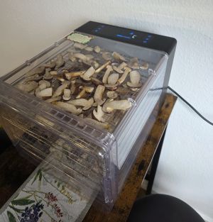 Maronen trocknen im Dörrgerat; Foto Frauke 16.10.25