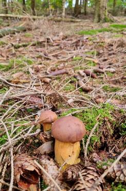 Zwei Maronenröhrlnige im lichten Hochwald; Foto Jörn 1.11.23