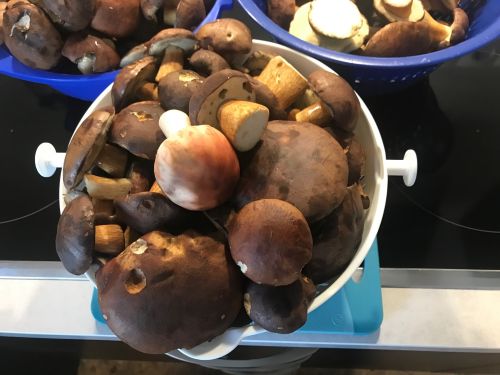 Eimer mit Maronenröhrlingen und einem Perlpilz; Foto Jürgen 1.10.25 Eimer mit Maronenröhrlingen und einem Perlpilz; Foto Jürgen 1.10.25