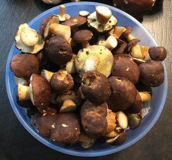 Maronenröhrlnige; Foto Jürgen 11.10.25