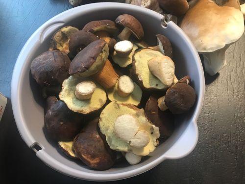 Starkenburger Maronenröhrlinge; Foto Jürgen 17.10.25 Starkenburger Maronenröhrlinge; Foto Jürgen 17.10.25