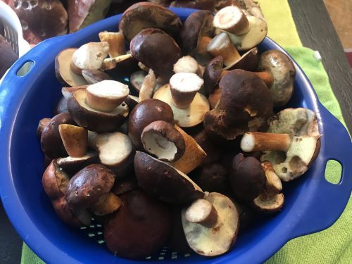 Schöne dickstielige Maronenröhrlinge; Foto Jürgen 27.9.26 Schöne dickstielige Maronenröhrlinge; Foto Jürgen 27.9.26