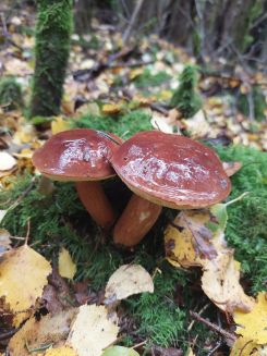 Zwei Maronenröhrlinge; Foto Margit 25.10.25
