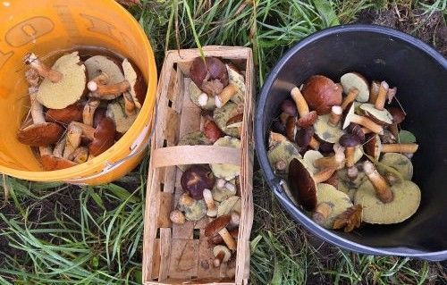 Maronenröhrlinge für Tobias & Mitsammler; Foto Tobias 19.10.25 Maronenröhrlinge für Tobias & Mitsammler; Foto Tobias 19.10.25