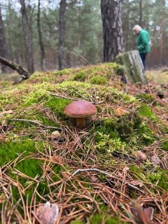 Bei der Maronensuche; Foto Klaus 10.11.25 Bei der Maronensuche; Foto Klaus 10.11.25