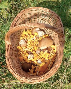 Blick in den Korb zwischendurch; Foto Martin 20.7.25 Blick in den Korb zwischendurch; Foto Martin 20.7.25